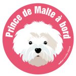 Le bichon maltais (autocollant)