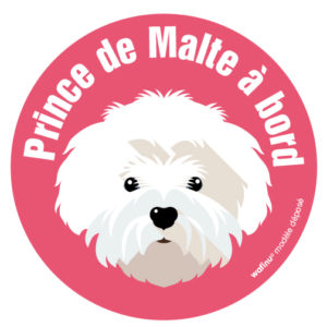 Le bichon maltais (autocollant)